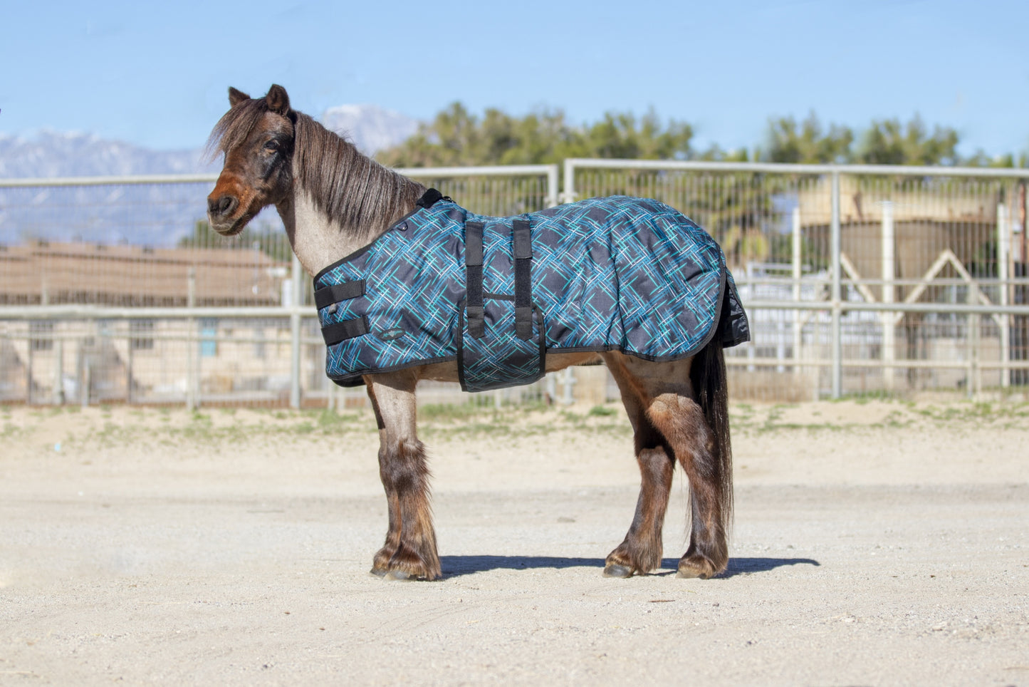 Kensington Signature Mini Medium Weight Turnout Blanket