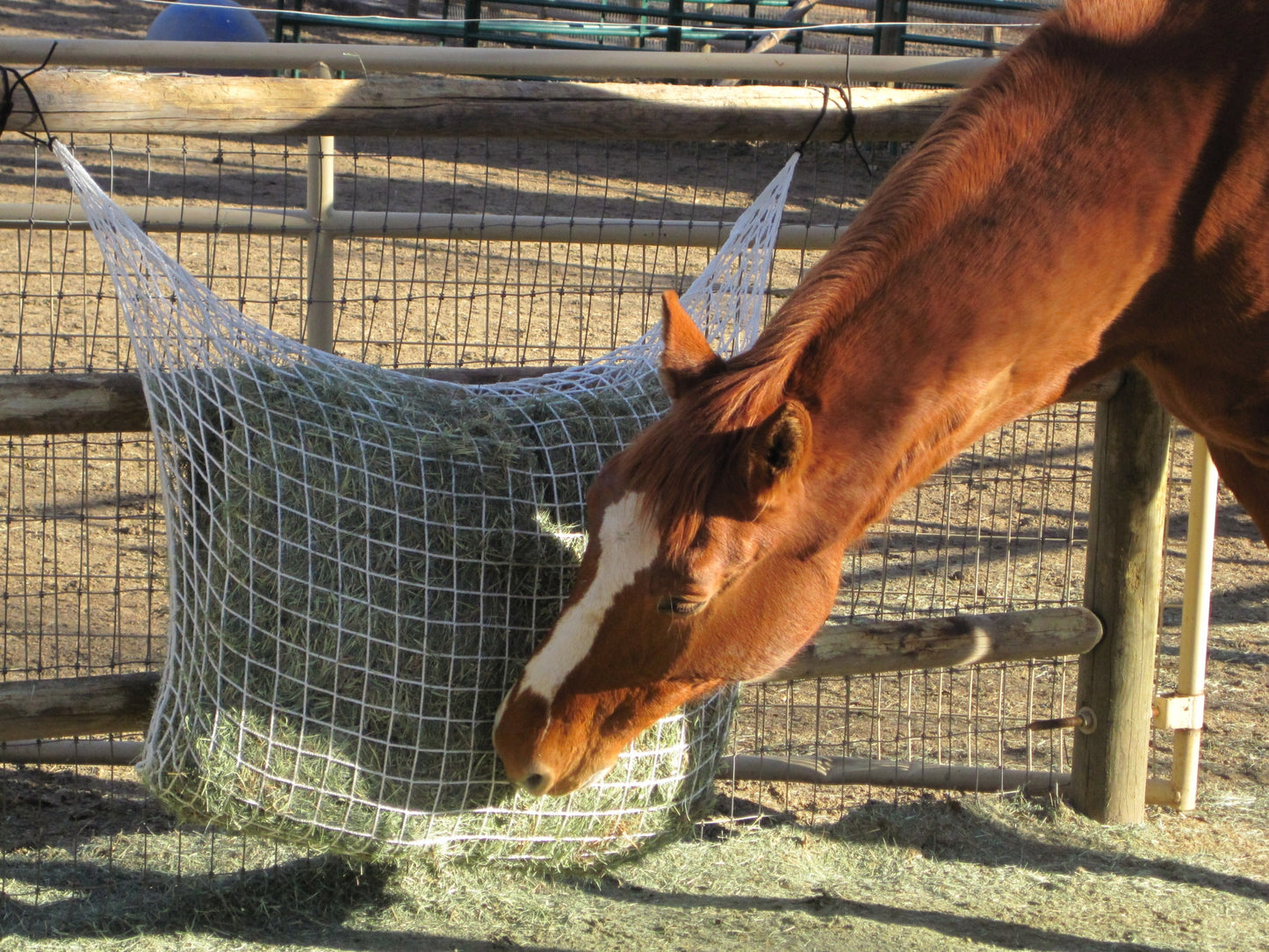 Freedom Feeder Extended Day Feeding Net/2 String Bale