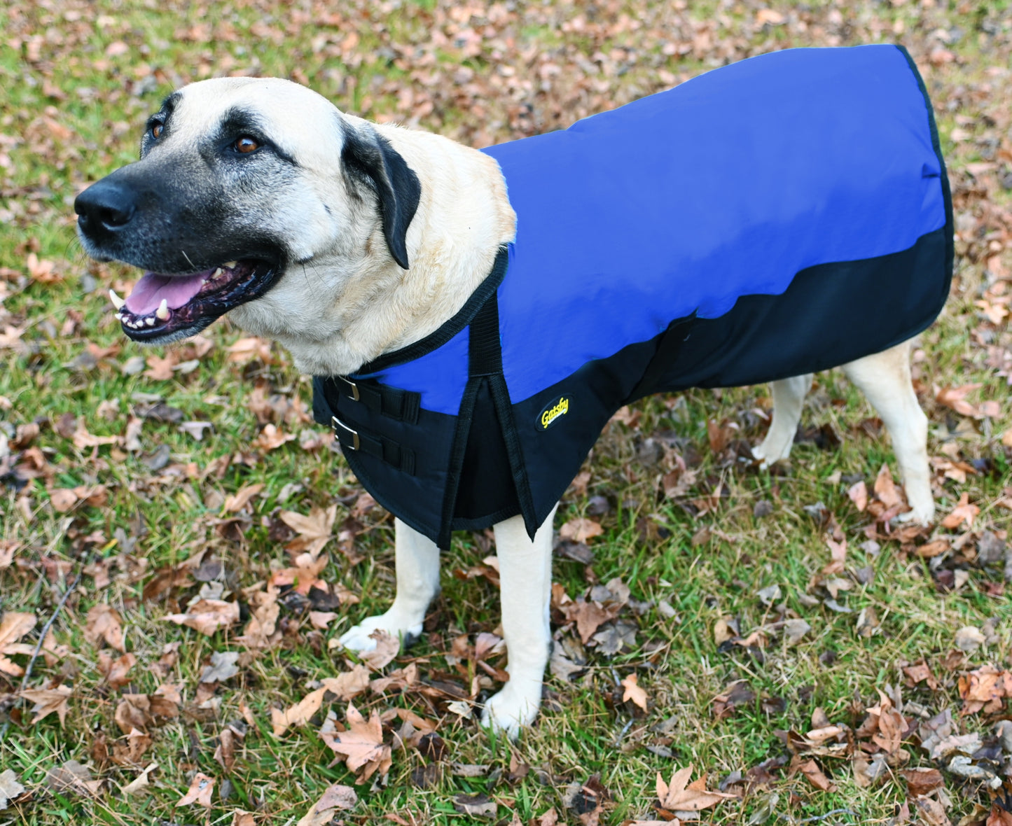 Gatsby 600D Ripstop Waterproof Dog Coat