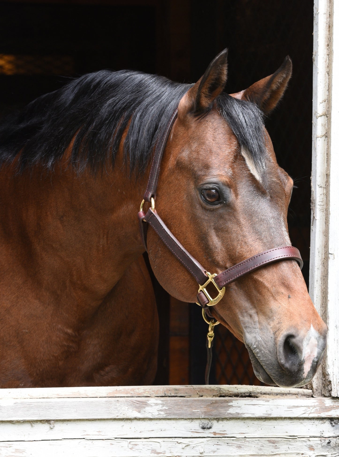 Perri's 1'' Premium Leather Halter - Made in USA